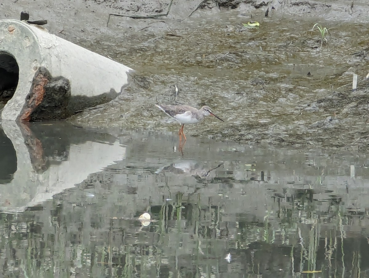 Spotted Redshank - ML613797687
