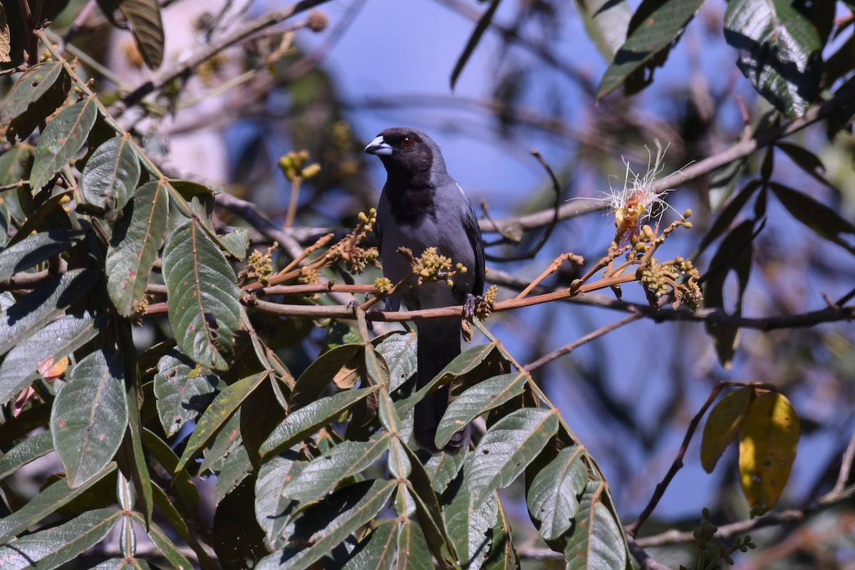 Black-faced Tanager - ML613798088