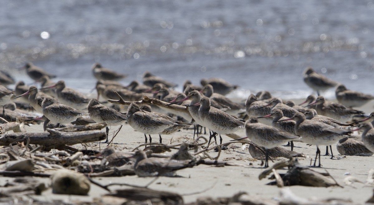 New Zealand Bird Atlas Checklist 31 Dec 2023 Collingwood Holiday Park 8 species