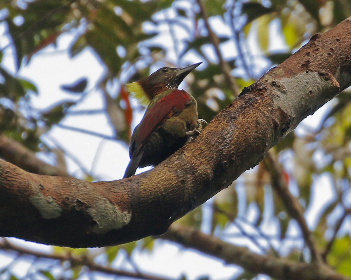 Checker-throated Woodpecker - ML613798587