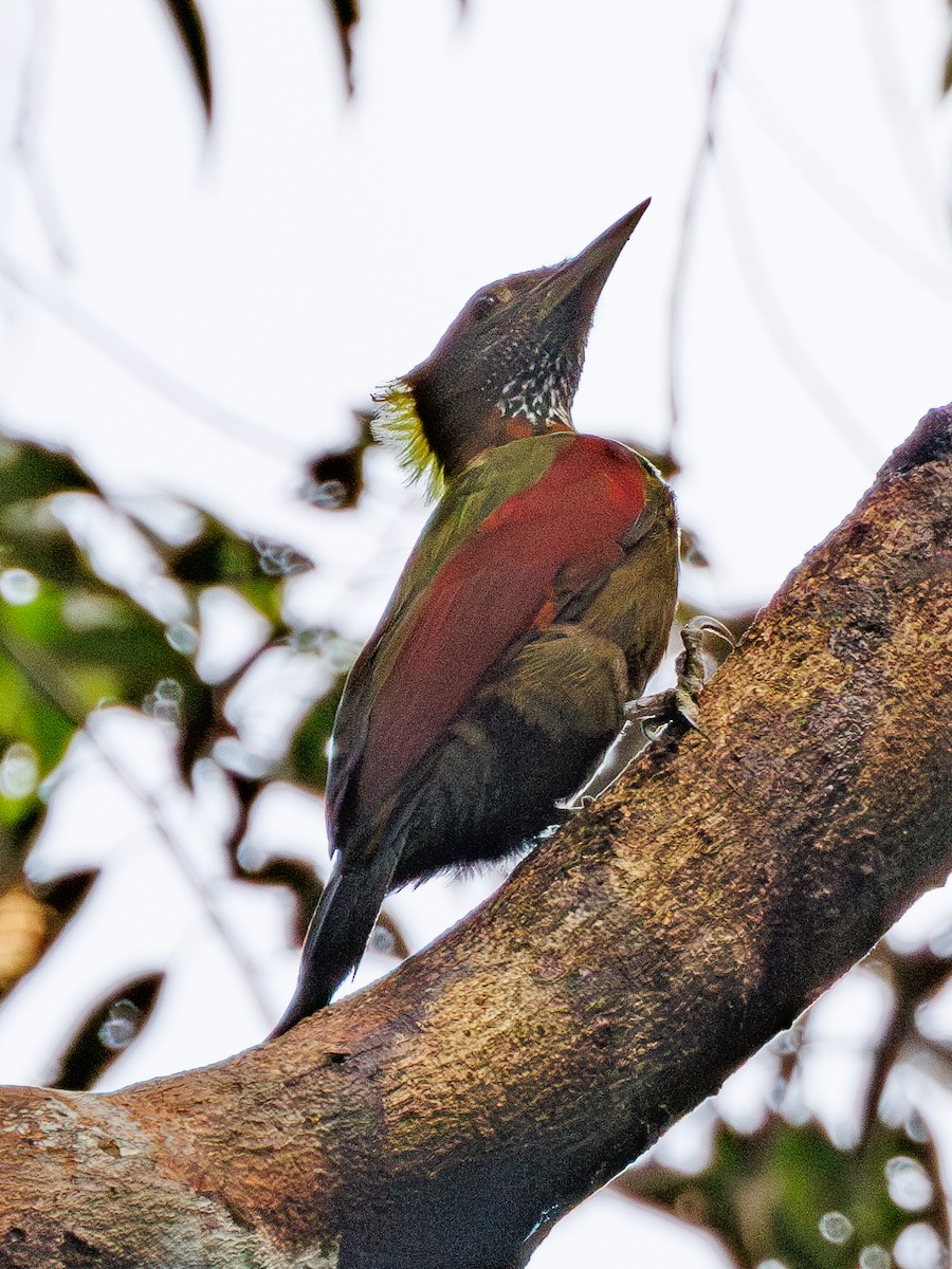 Checker-throated Woodpecker - Ng SH