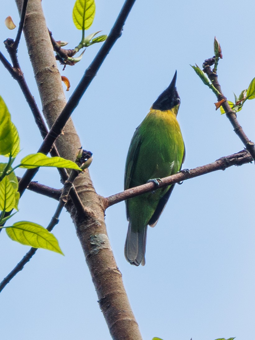 Lesser Green Leafbird - Ng SH