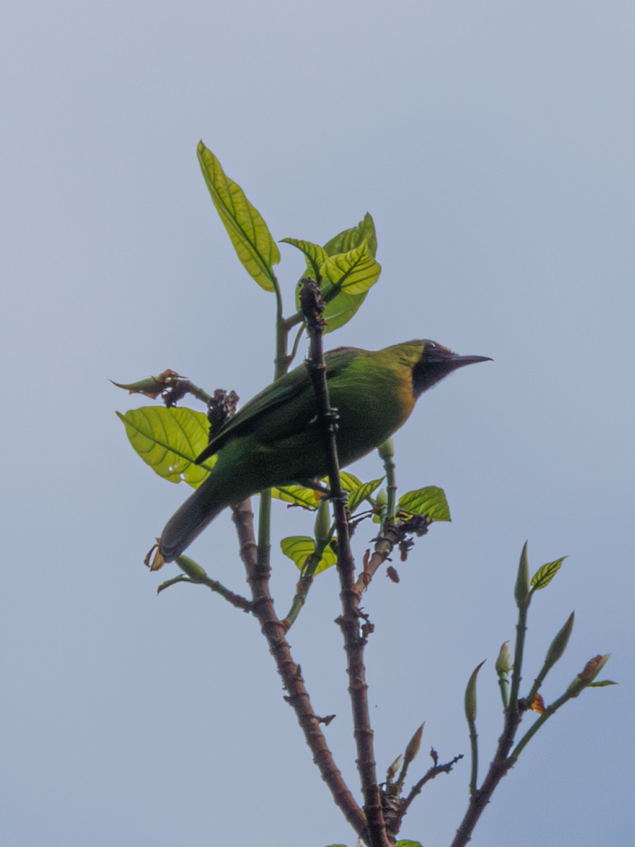 Lesser Green Leafbird - ML613798641