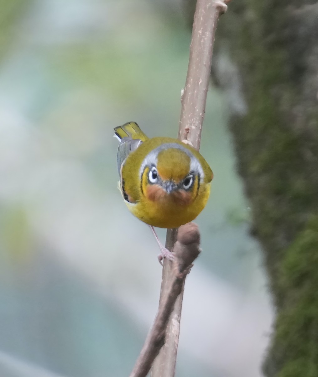 Black-eared Shrike-Babbler - ML613798800