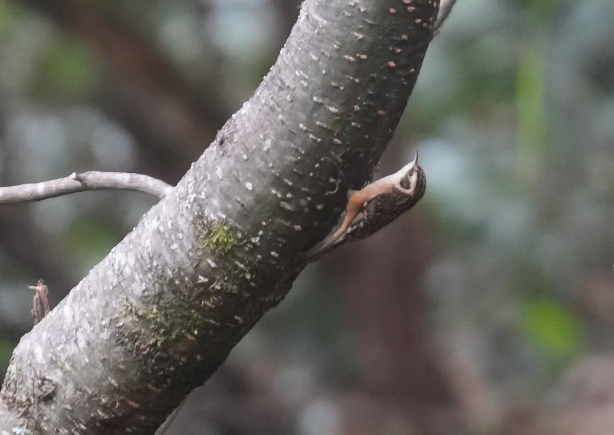 Rusty-flanked Treecreeper - ML613798817