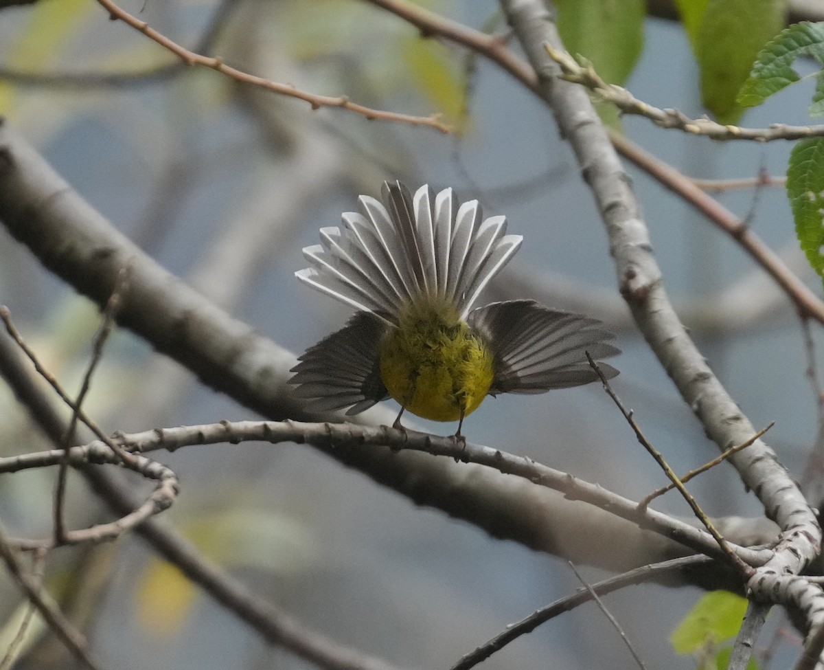 Yellow-bellied Fairy-Fantail - ML613798823