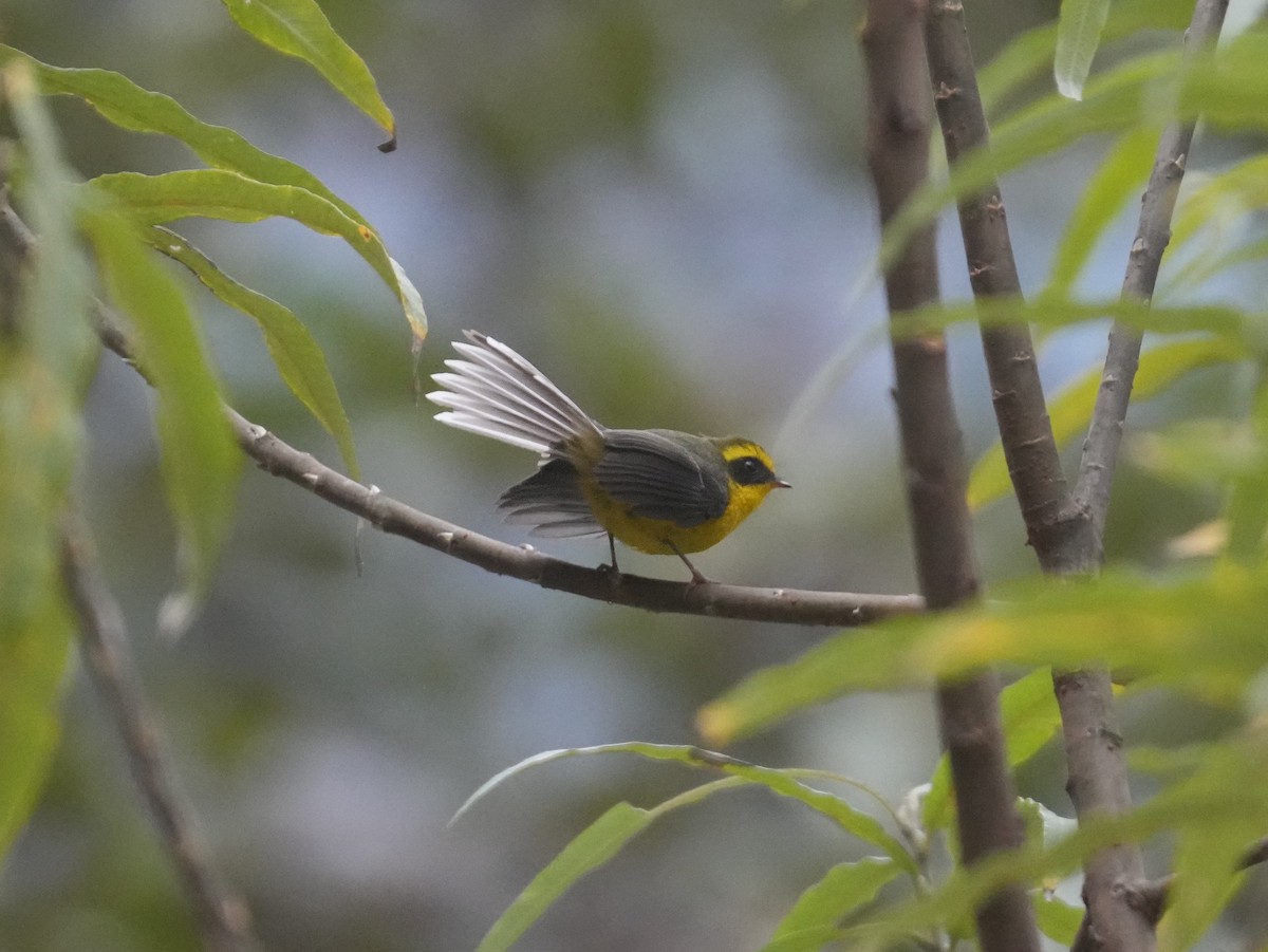 Yellow-bellied Fairy-Fantail - ML613798825