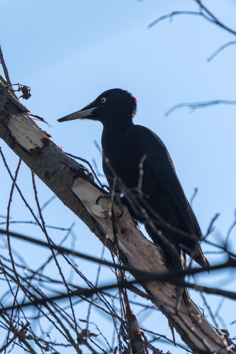 Black Woodpecker - ML613798840