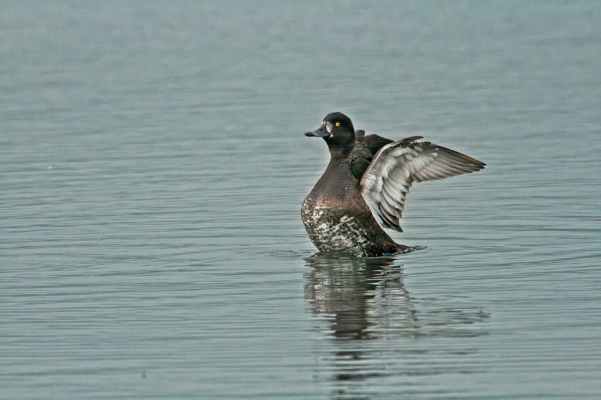 Tufted Duck - ML613799122