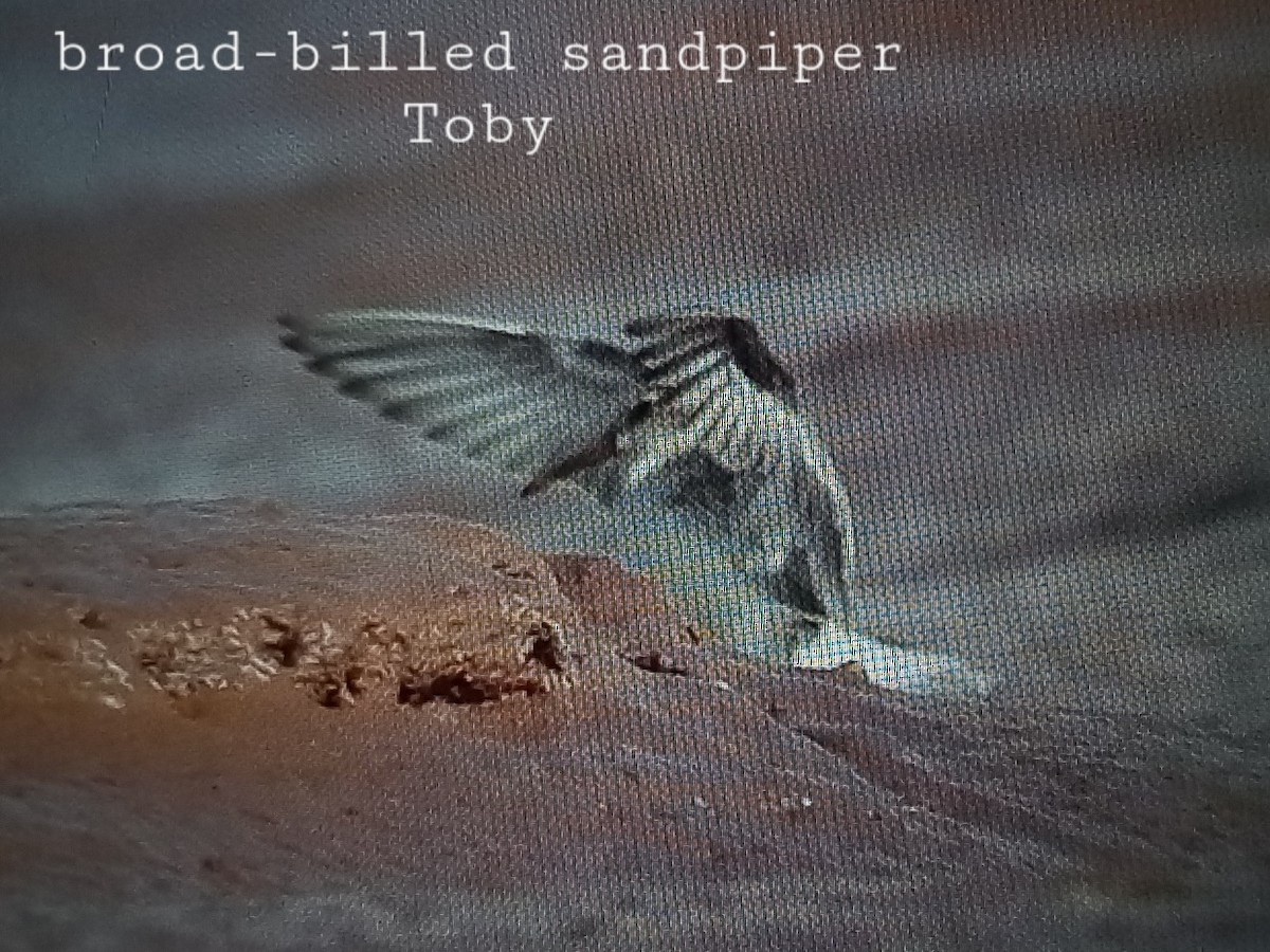 Broad-billed Sandpiper - ML613799287