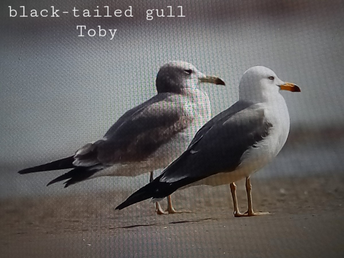 Black-tailed Gull - ML613799304