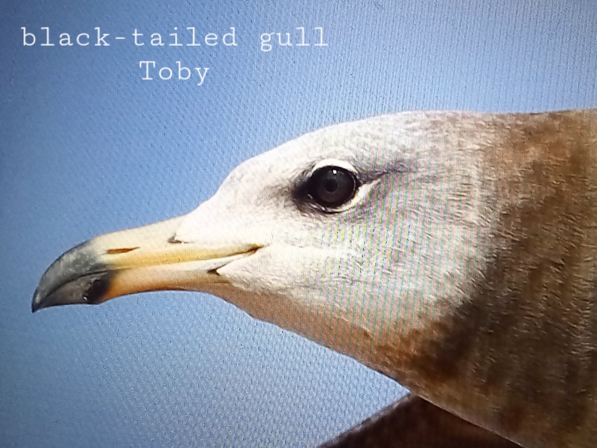 Black-tailed Gull - ML613799305