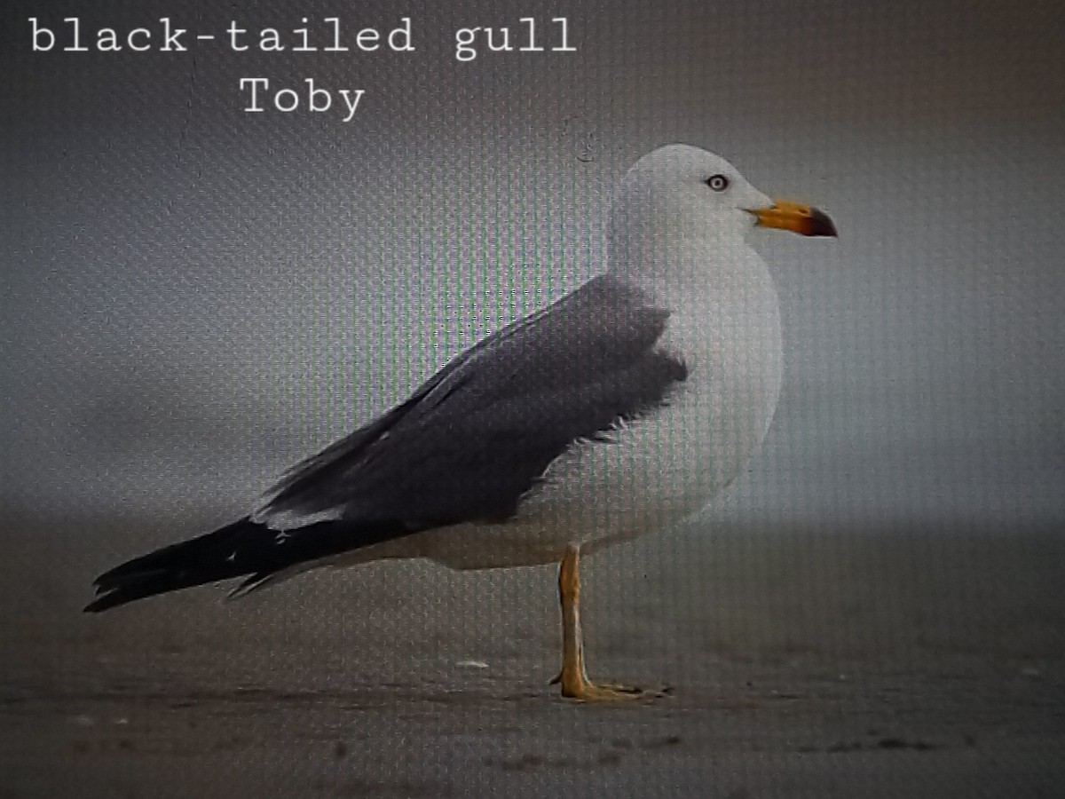 Black-tailed Gull - ML613799306