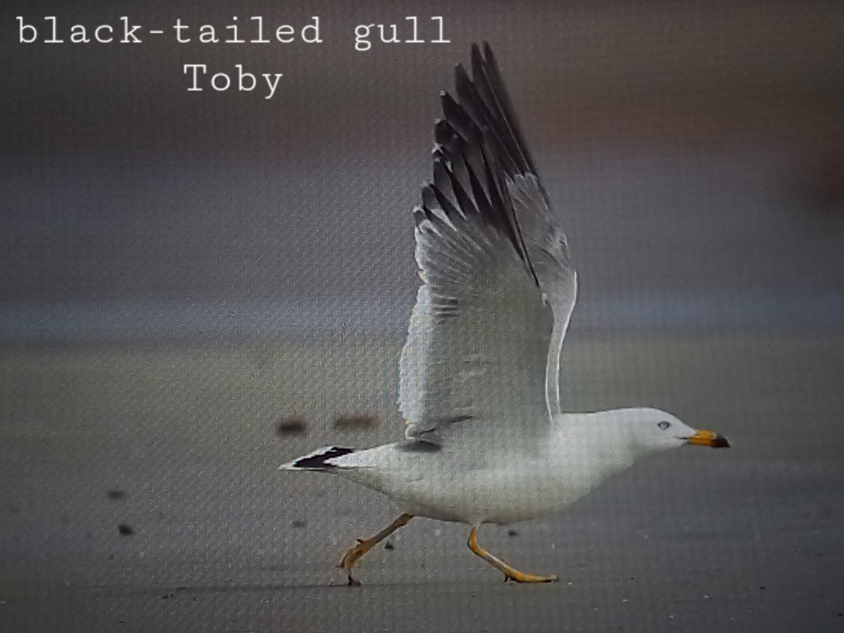 Black-tailed Gull - ML613799307