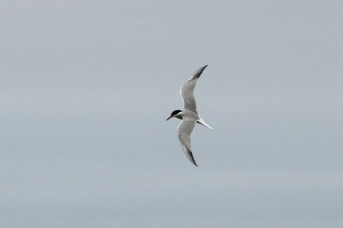 Common Tern - ML61379931