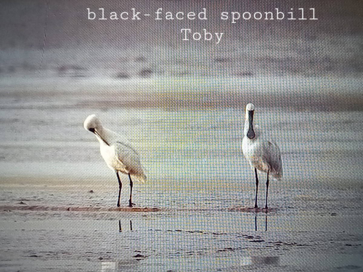 Black-faced Spoonbill - ML613799318