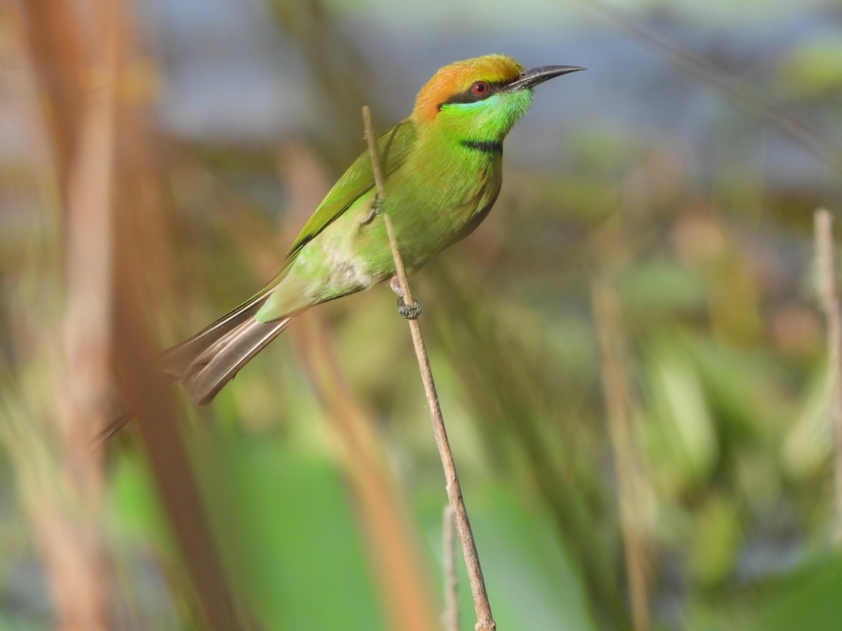 Asian Green Bee-eater - ML613799451