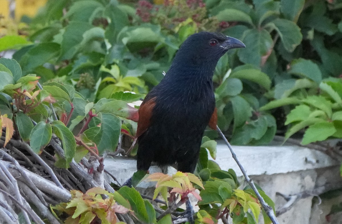 Coucal toulou - ML613799959