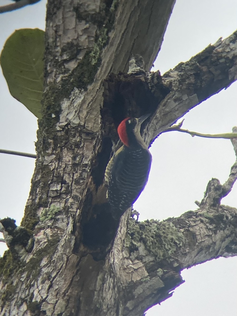 Black-cheeked Woodpecker - ML613800069