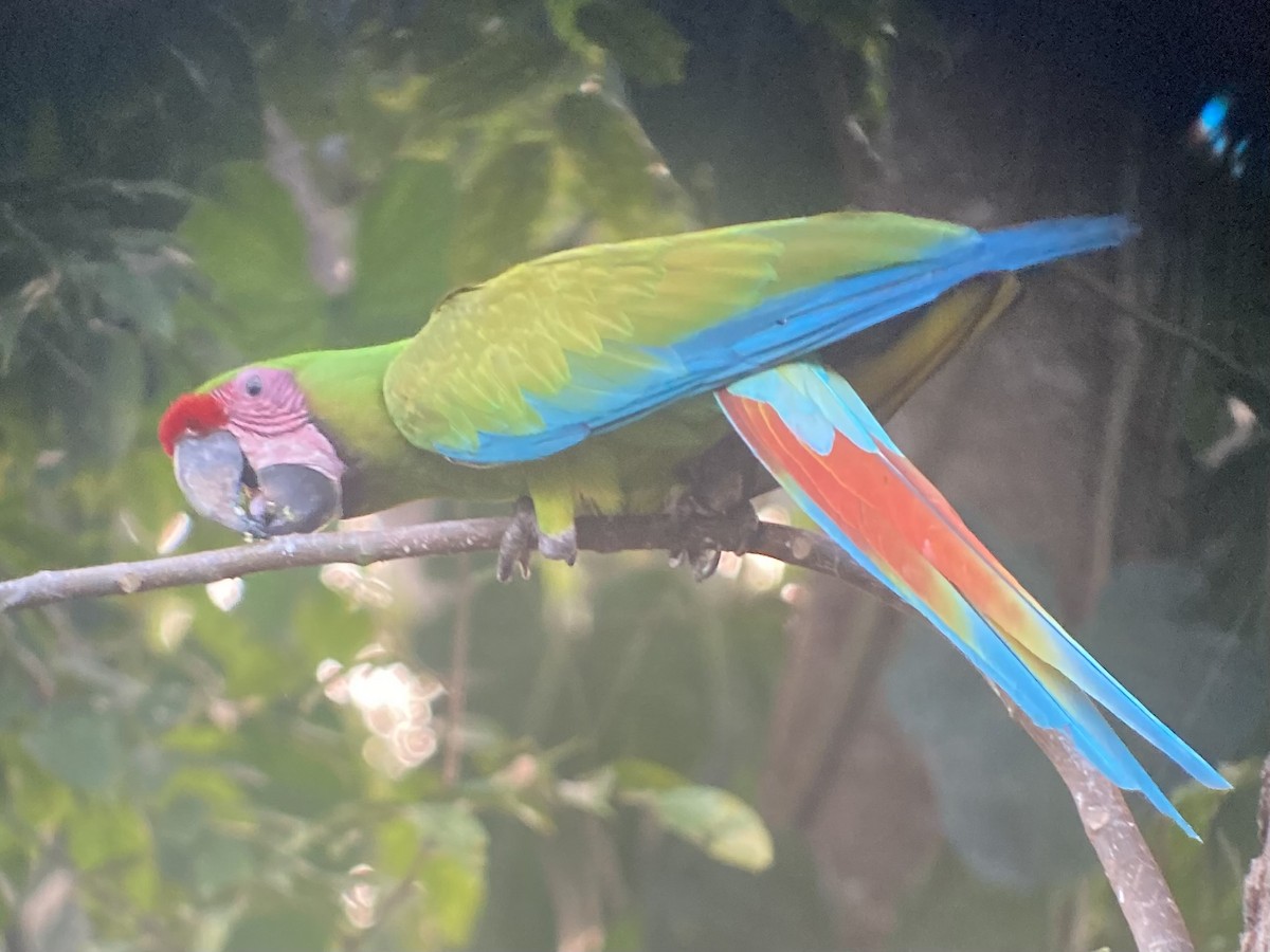 Great Green Macaw - ML613800124