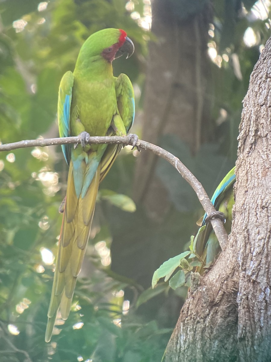 Great Green Macaw - ML613800125