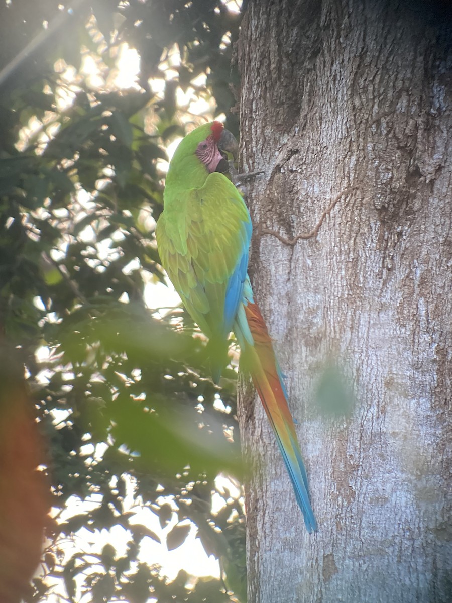 Great Green Macaw - ML613800126