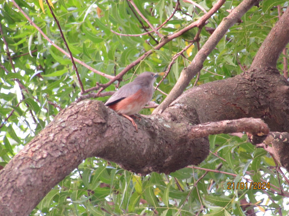 Chestnut-tailed Starling - ML613800330
