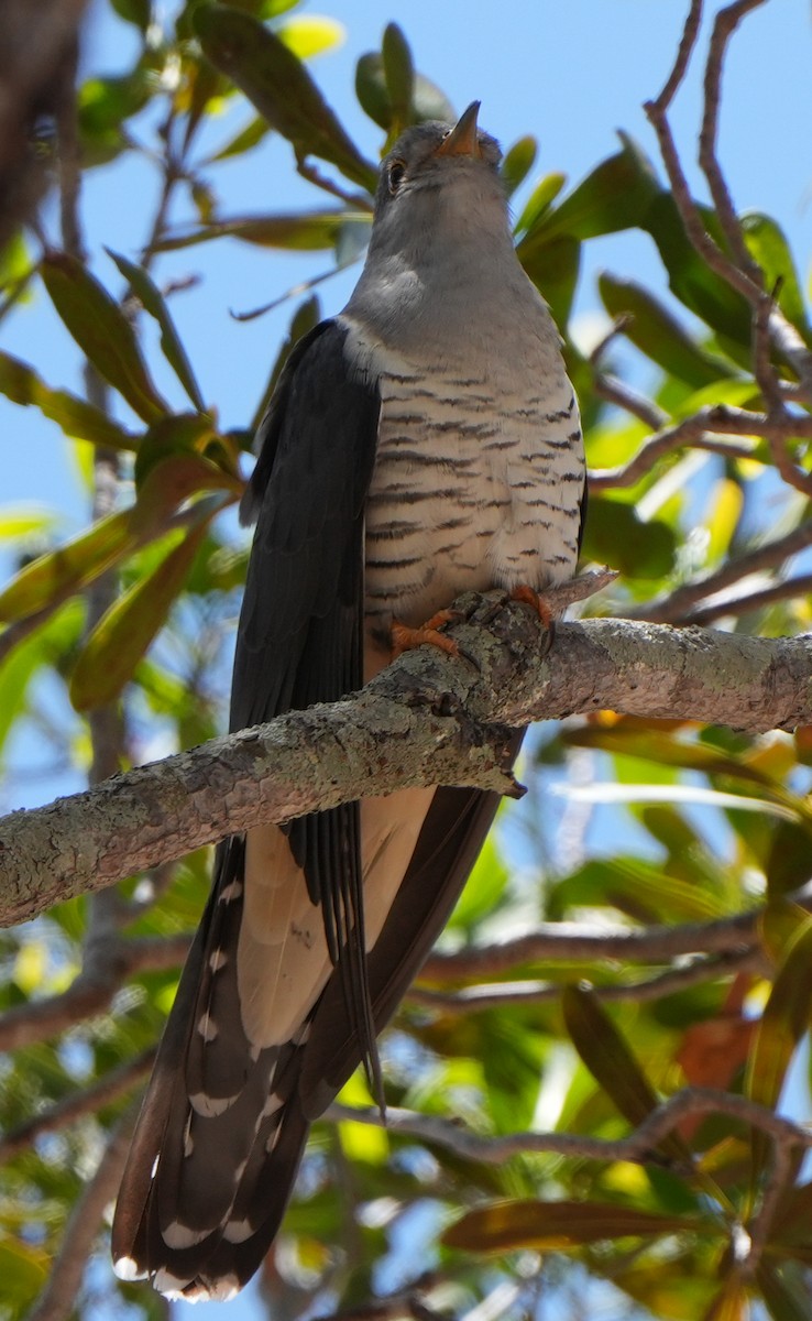 Madagascar Cuckoo - ML613800382