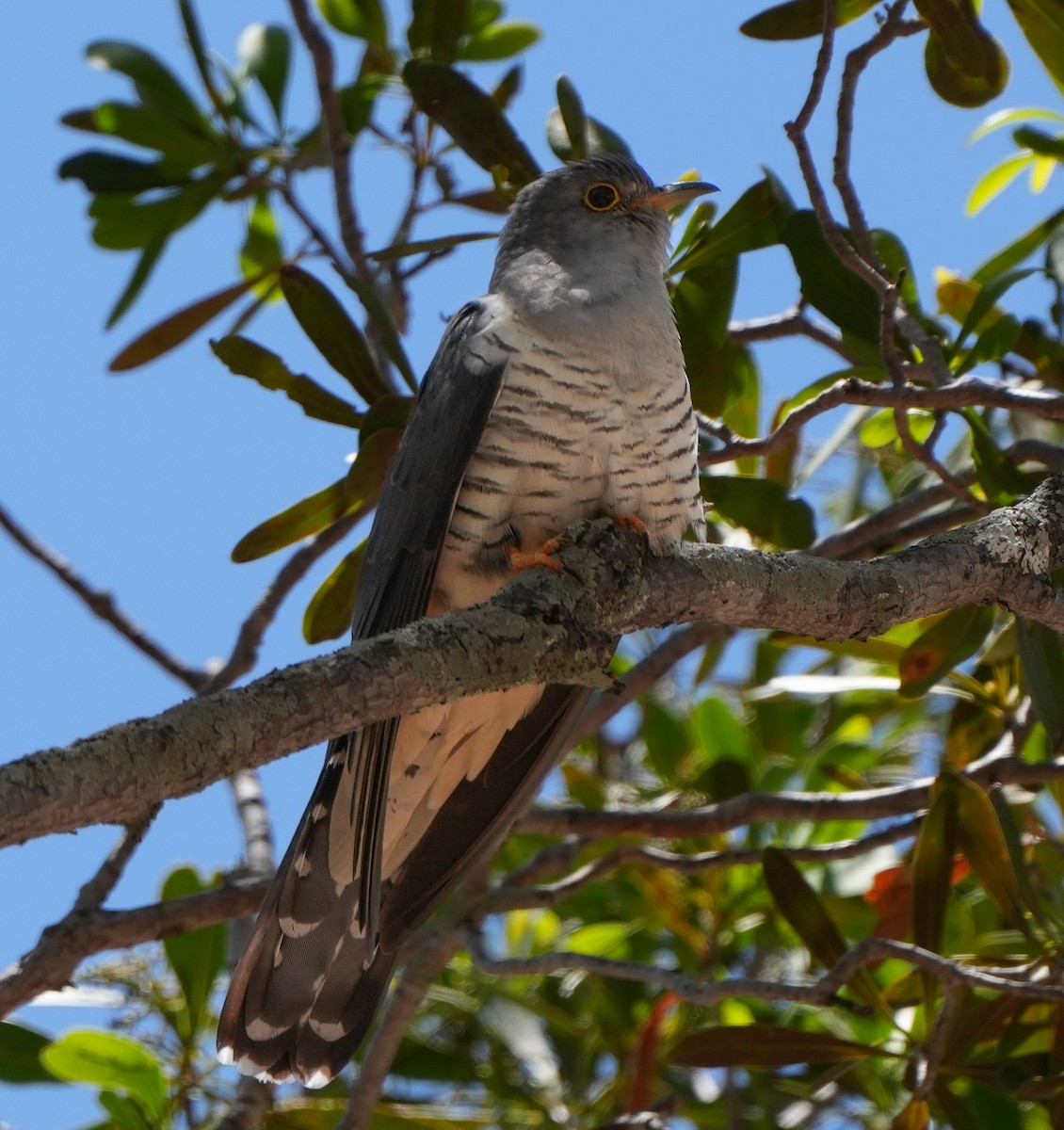 Madagascar Cuckoo - ML613800388