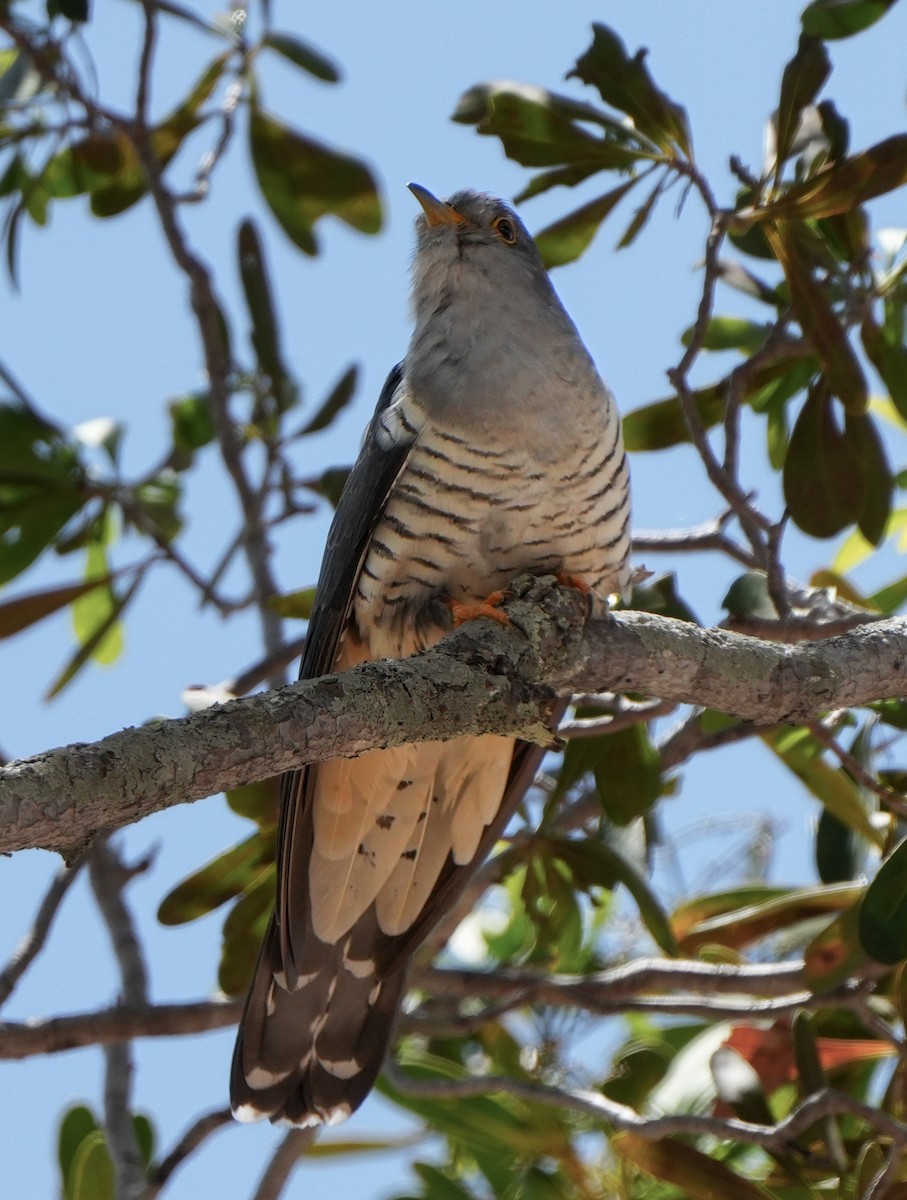 Madagascar Cuckoo - ML613800390