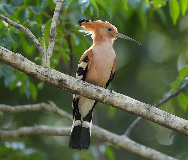 Possible Confusion Species: Madagascar Hoopoe (<em class="SciName notranslate">Upupa marginata</em>). - Madagascar Hoopoe - 