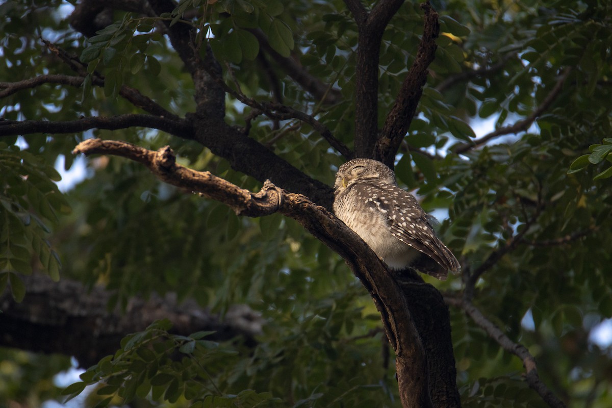 Spotted Owlet - ML613801604