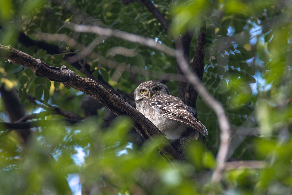 Spotted Owlet - ML613801605
