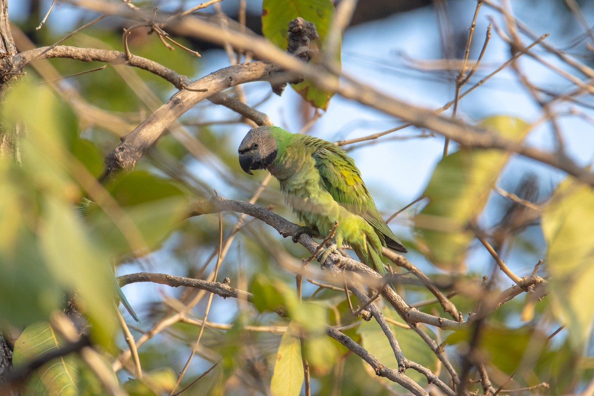 Red-breasted Parakeet - ML613801612