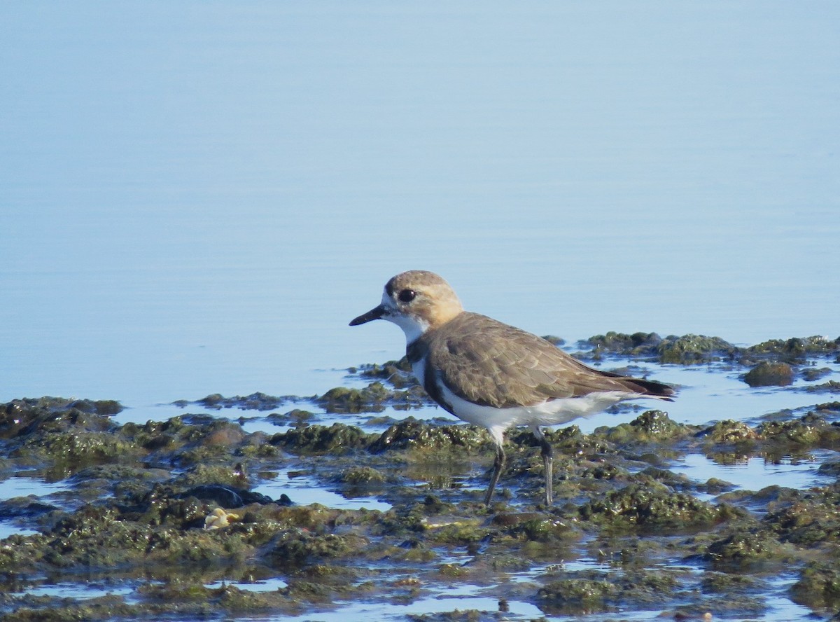 Two-banded Plover - ML613802186