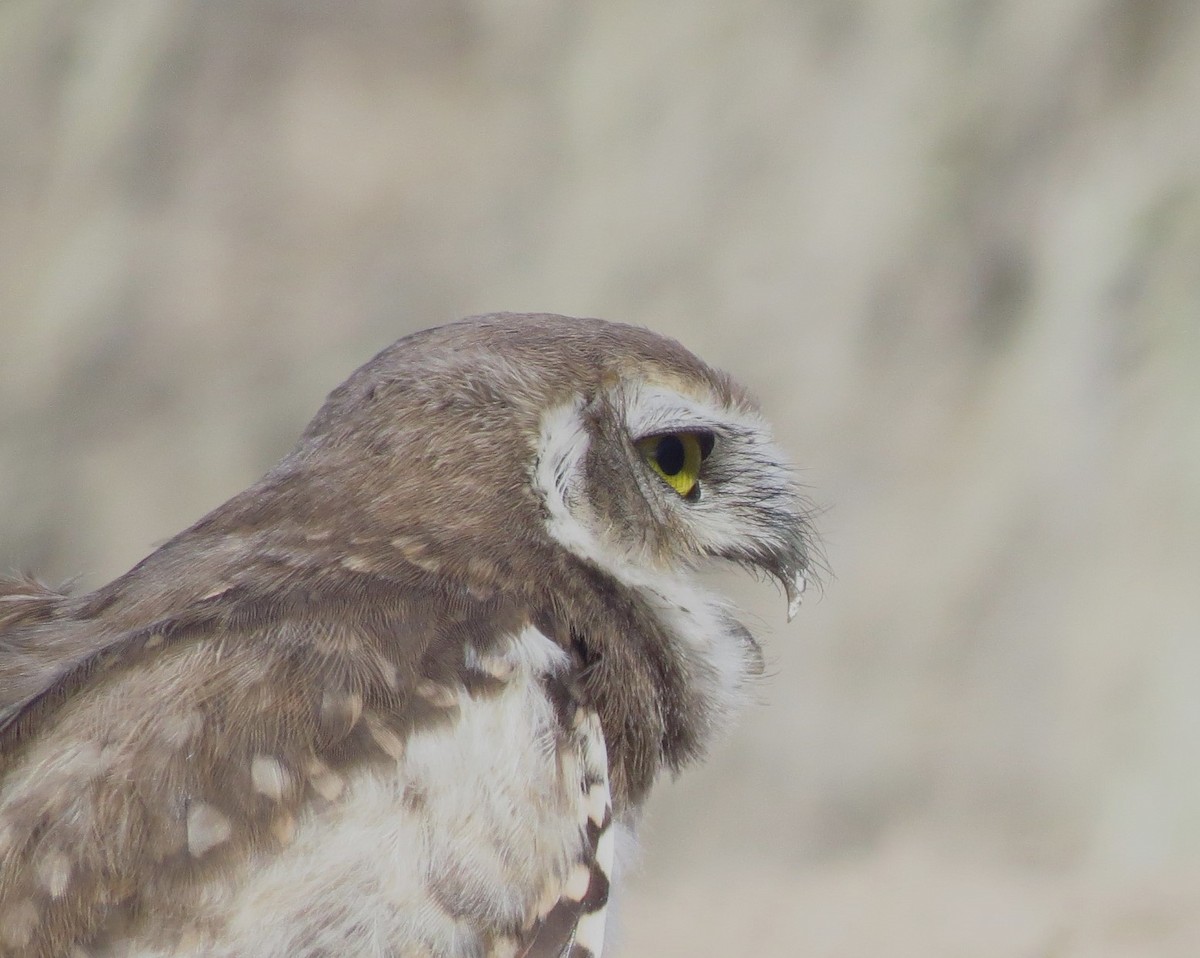 Burrowing Owl - ML613802241