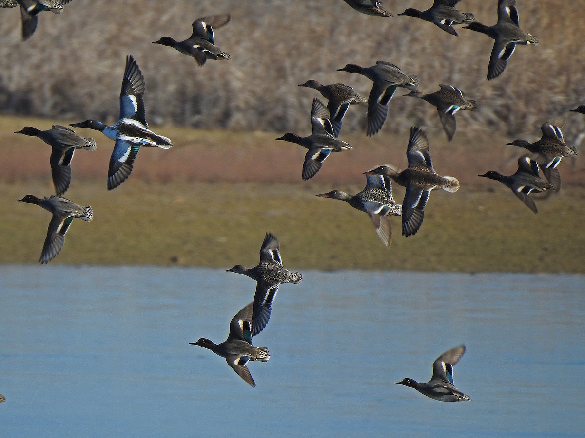 Green-winged Teal - ML613802263