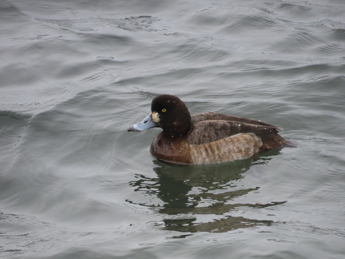 Greater Scaup - ML613802363
