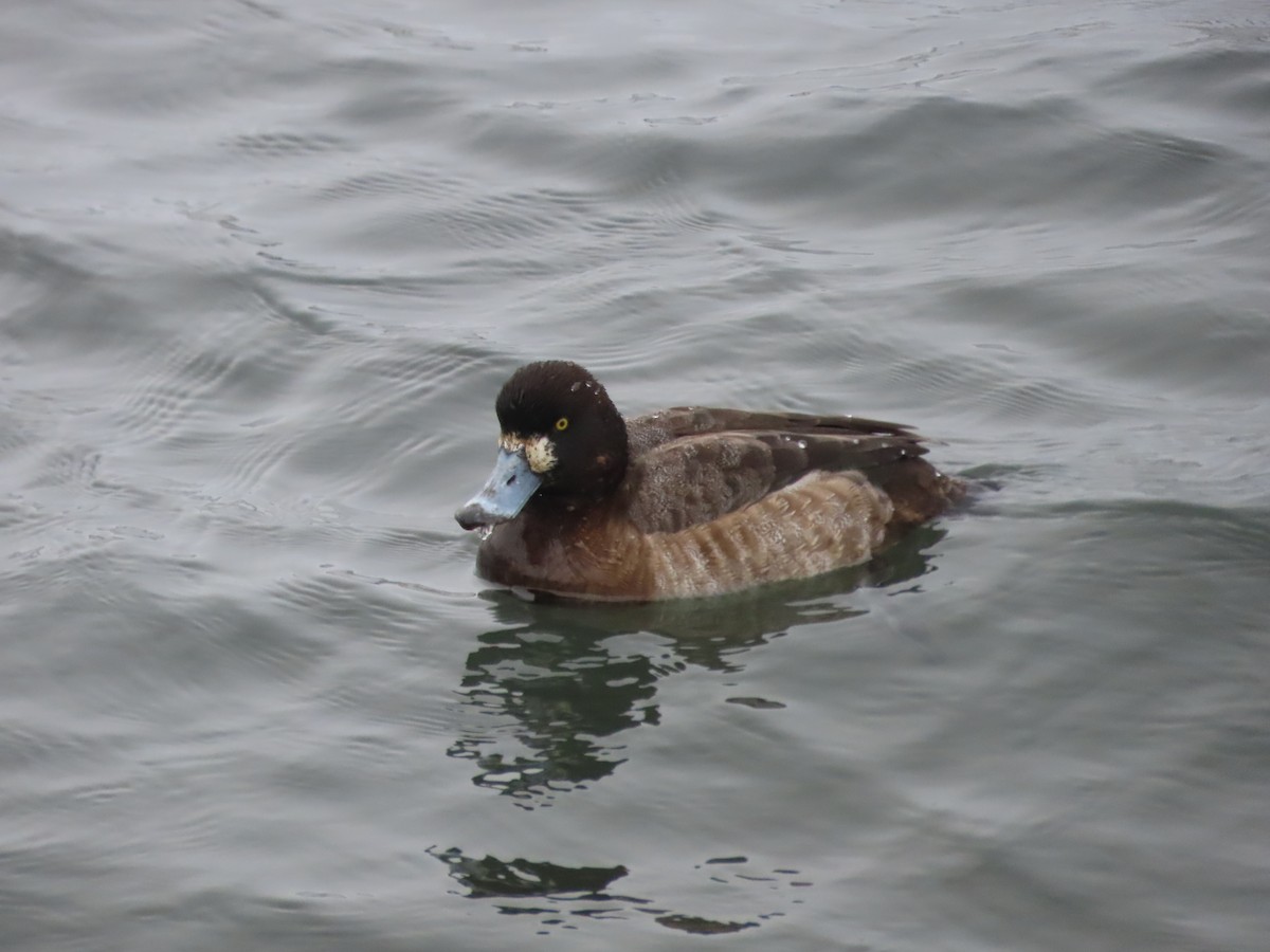 Greater Scaup - ML613802364