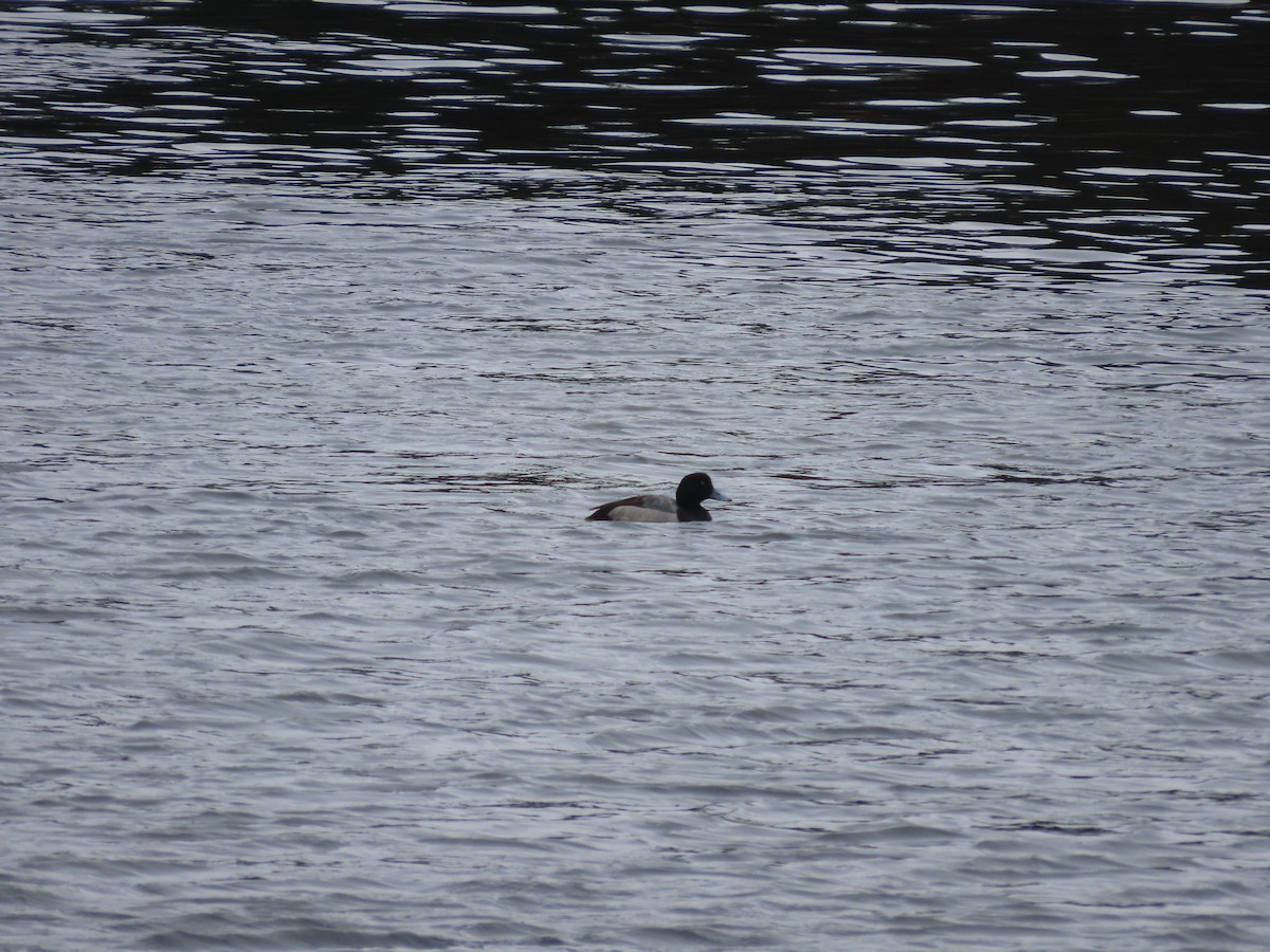 Greater Scaup - ML613802365