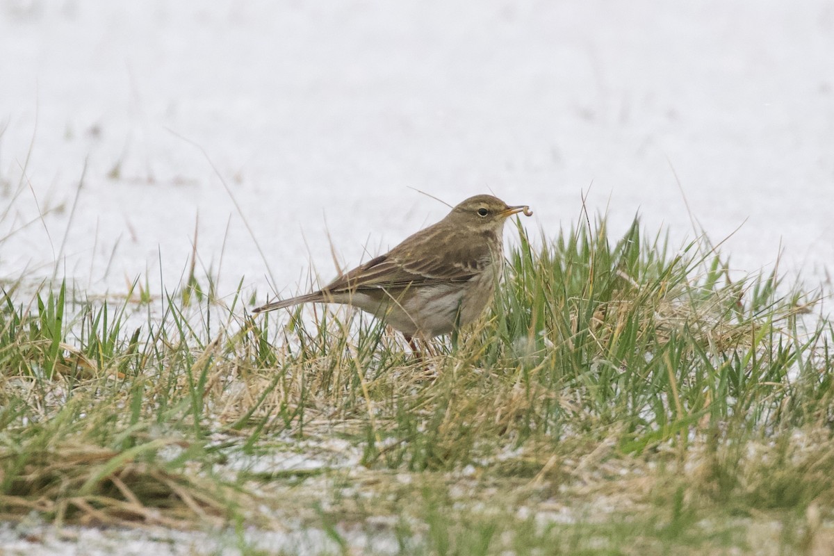 Water Pipit - ML613802403
