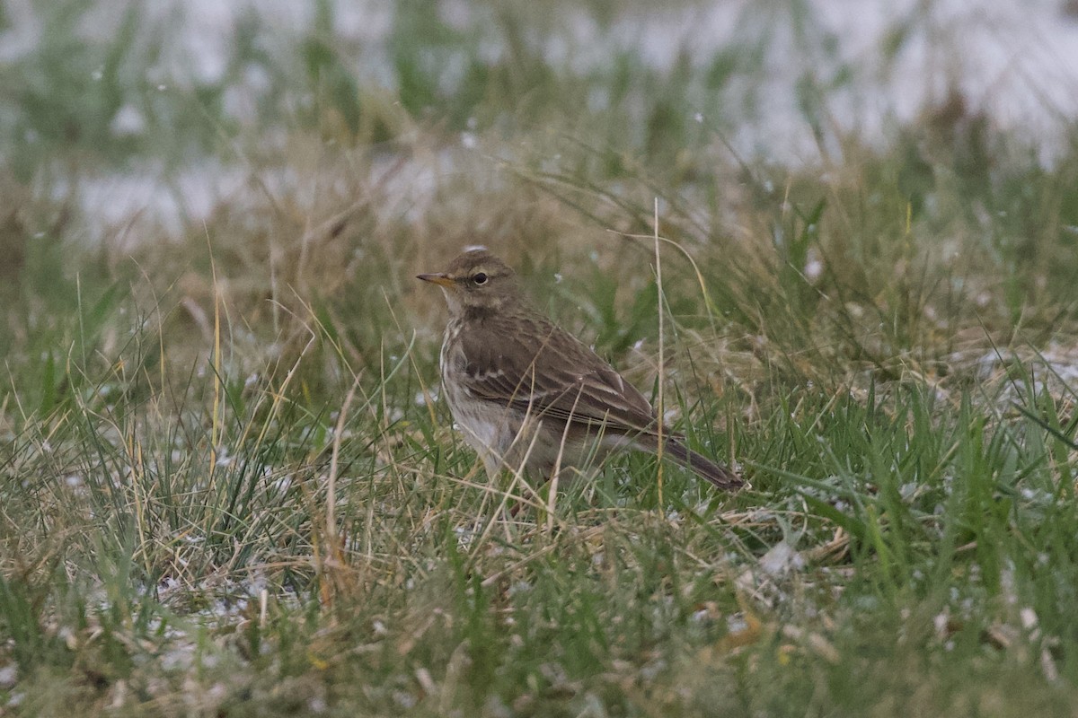 Water Pipit - ML613802405