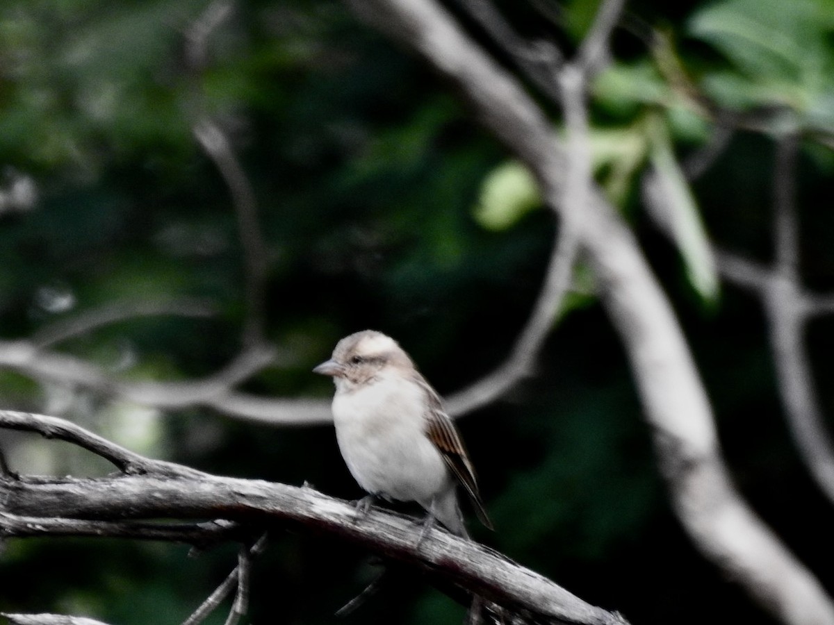 Yellow-throated Bush Sparrow - ML613802573