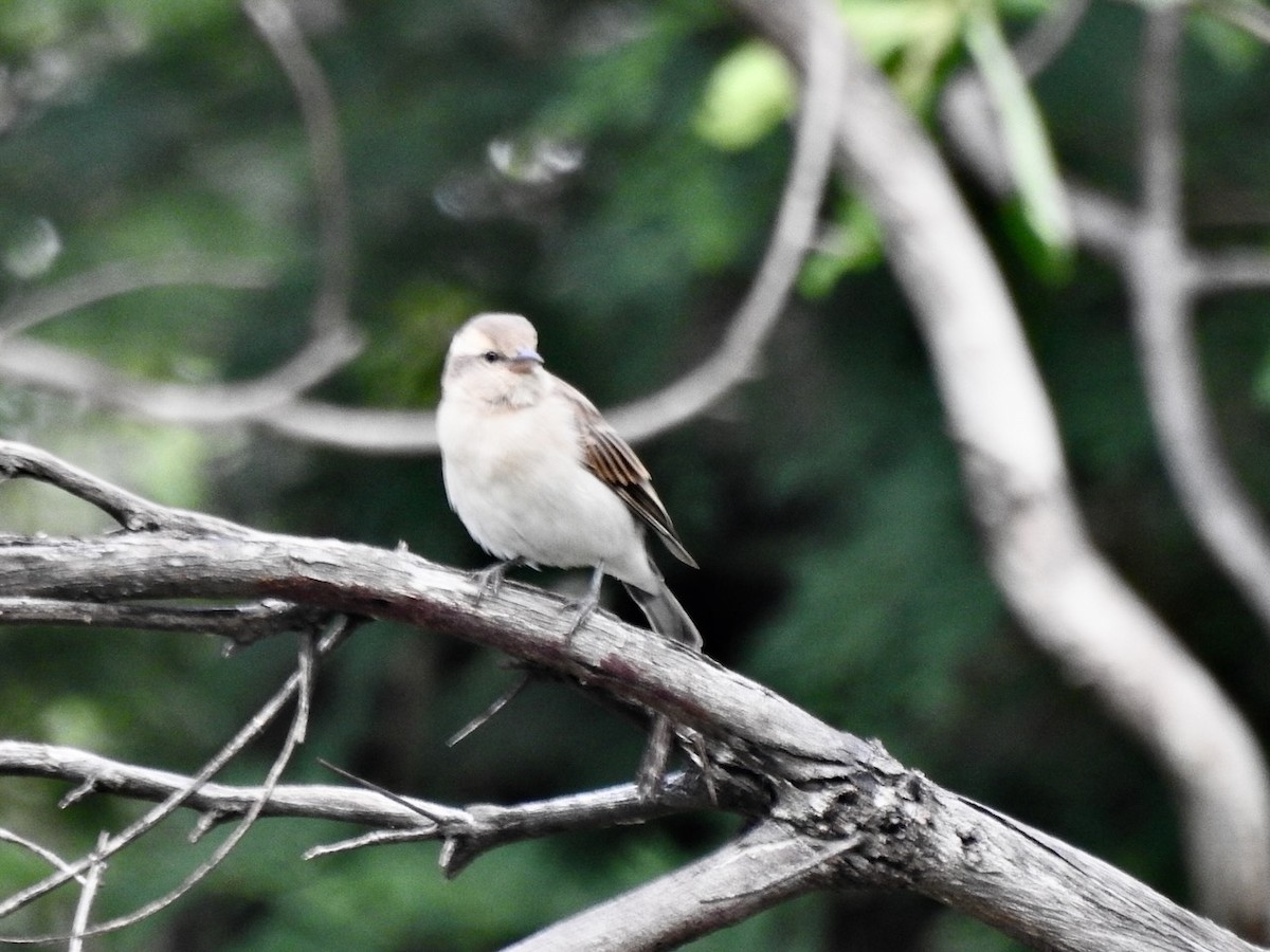 Yellow-throated Bush Sparrow - ML613802574