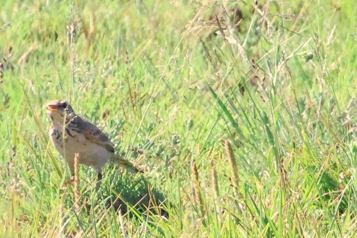 African Pipit (African) - ML613802847