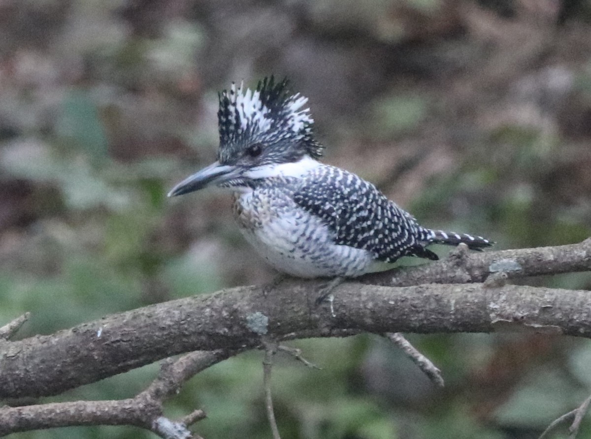 Crested Kingfisher - ML613803044