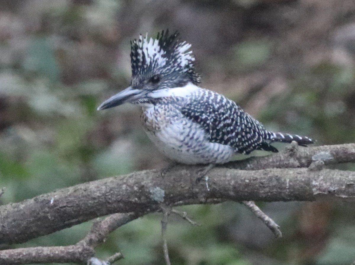 Crested Kingfisher - ML613803045