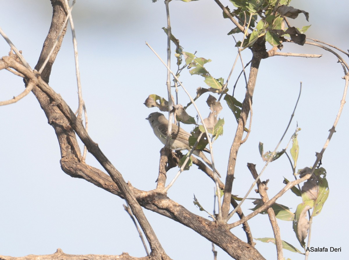 African Gray Flycatcher (African Gray) - ML613803597