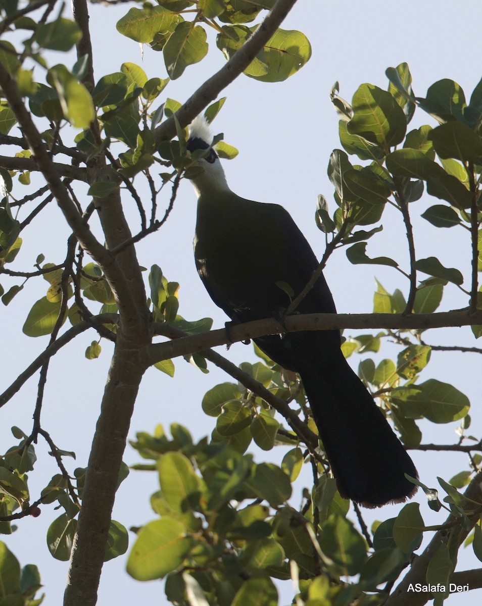 White-crested Turaco - ML613803974