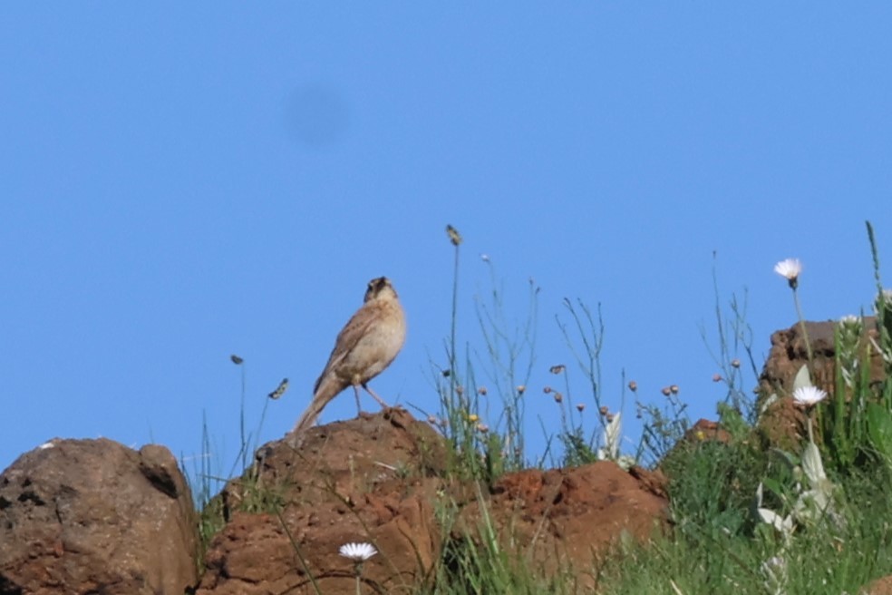 African Pipit (African) - ML613804050
